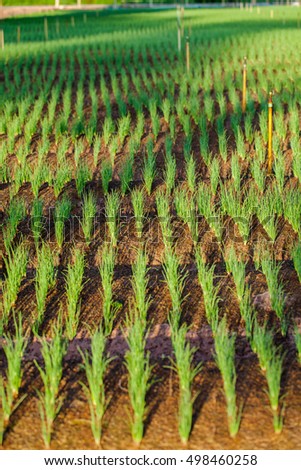 Green Young Leaves Spring Onion Plants Stock Photo Edit Now