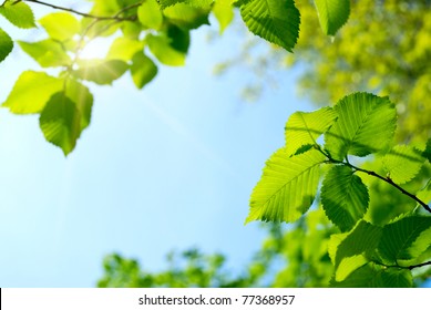 Green Young Leaves And Sun On Blue Sky