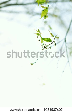 Similar – Image, Stock Photo it is green again …