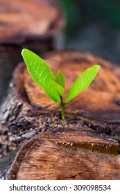 Green Young Little Tree Emerge From Wood Stump - Concept Of Hope And Rebirth