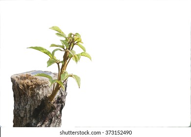 green young little tree emerge from wood stump - concept of hope and rebirth