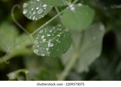 Green Young Peas, Pea Leaves, White Flowers Of The Legume Family, After Rain Close-up On The Background Of Black Earth, Ukrainian Land, Autumn Harvest, Green Pea Mustache, Organic, Microgreen