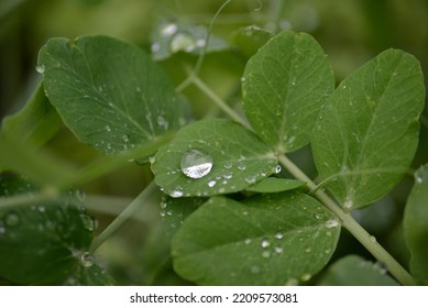 Green Young Peas, Pea Leaves, White Flowers Of The Legume Family, After Rain Close-up On The Background Of Black Earth, Ukrainian Land, Autumn Harvest, Green Pea Mustache, Organic, Microgreen