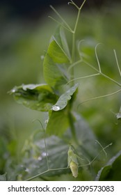 Green Young Peas, Pea Leaves, White Flowers Of The Legume Family, After Rain Close-up On The Background Of Black Earth, Ukrainian Land, Autumn Harvest, Green Pea Mustache, Organic, Microgreen