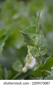 Green Young Peas, Pea Leaves, White Flowers Of The Legume Family, After Rain Close-up On The Background Of Black Earth, Ukrainian Land, Autumn Harvest, Green Pea Mustache, Organic, Microgreen