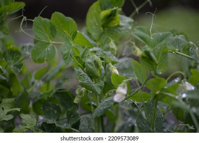 Green Young Peas, Pea Leaves, White Flowers Of The Legume Family, After Rain Close-up On The Background Of Black Earth, Ukrainian Land, Autumn Harvest, Green Pea Mustache, Organic, Microgreen