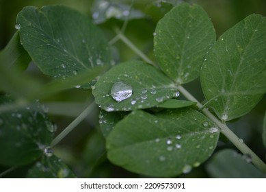 Green Young Peas, Pea Leaves, White Flowers Of The Legume Family, After Rain Close-up On The Background Of Black Earth, Ukrainian Land, Autumn Harvest, Green Pea Mustache, Organic, Microgreen