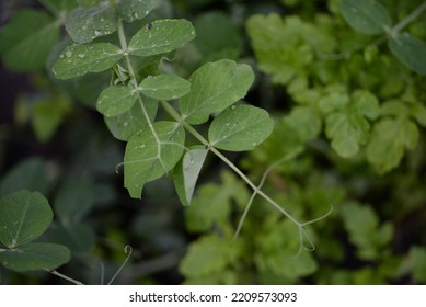 Green Young Peas, Pea Leaves, White Flowers Of The Legume Family, After Rain Close-up On The Background Of Black Earth, Ukrainian Land, Autumn Harvest, Green Pea Mustache, Organic, Microgreen