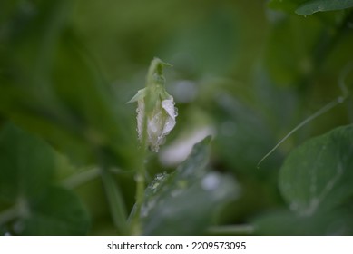 Green Young Peas, Pea Leaves, White Flowers Of The Legume Family, After Rain Close-up On The Background Of Black Earth, Ukrainian Land, Autumn Harvest, Green Pea Mustache, Organic, Microgreen