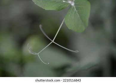 Green Young Peas, Pea Leaves, White Flowers Of The Legume Family, After Rain Close-up On The Background Of Black Earth, Ukrainian Land, Autumn Harvest, Green Pea Mustache, Organic, Microgreen