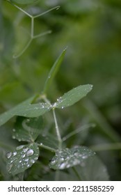 Green Young Peas, Pea Leaves, White Flowers Of The Legume Family, After Rain Close-up On The Background Of Black Earth, Ukrainian Land, Autumn Harvest, Green Pea Mustache, Organic, Microgreen