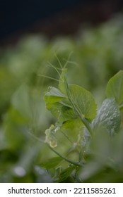 Green Young Peas, Pea Leaves, White Flowers Of The Legume Family, After Rain Close-up On The Background Of Black Earth, Ukrainian Land, Autumn Harvest, Green Pea Mustache, Organic, Microgreen