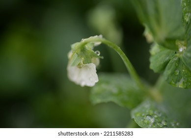 Green Young Peas, Pea Leaves, White Flowers Of The Legume Family, After Rain Close-up On The Background Of Black Earth, Ukrainian Land, Autumn Harvest, Green Pea Mustache, Organic, Microgreen