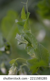 Green Young Peas, Pea Leaves, White Flowers Of The Legume Family, After Rain Close-up On The Background Of Black Earth, Ukrainian Land, Autumn Harvest, Green Pea Mustache, Organic, Microgreen