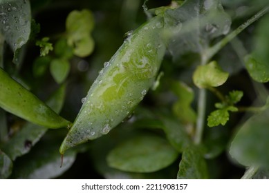 Green Young Peas, Pea Leaves, White Flowers Of The Legume Family, After Rain Close-up On The Background Of Black Earth, Ukrainian Land, Autumn Harvest, Green Pea Mustache, Organic, Microgreen