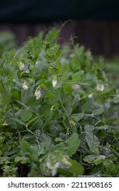 Green Young Peas, Pea Leaves, White Flowers Of The Legume Family, After Rain Close-up On The Background Of Black Earth, Ukrainian Land, Autumn Harvest, Green Pea Mustache, Organic, Microgreen