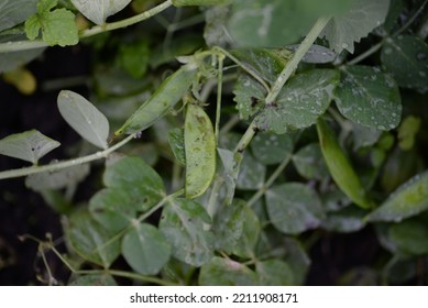 Green Young Peas, Pea Leaves, White Flowers Of The Legume Family, After Rain Close-up On The Background Of Black Earth, Ukrainian Land, Autumn Harvest, Green Pea Mustache, Organic, Microgreen