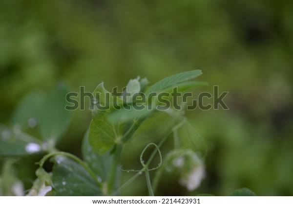 green young peas, pea leaves, white flowers of\
the legume family, after rain close-up on the background of black\
earth, Ukrainian land, autumn harvest, green pea mustache, organic,\
microgreen