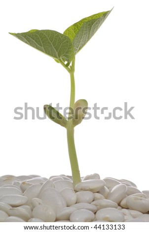 Similar – Still life with cheese and basil