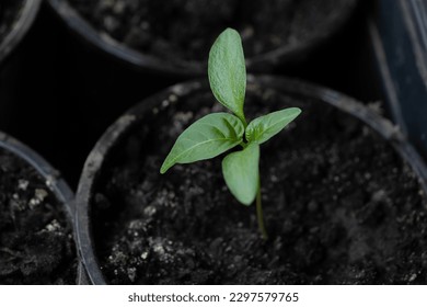 Green young seedlings of bell pepper, planted in the spring in the garden and a hand with a small rake, loosen the ground - Powered by Shutterstock