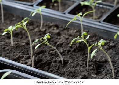 Green young seedlings of bell pepper, planted in the spring in the garden and a hand with a small rake, loosen the ground - Powered by Shutterstock