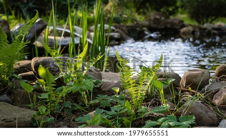 Green young shoots of Matteuccia struthiopteris (ostrich fern, fern or shuttlecock) against blurred background of small garden pond. Selective focus. Pond with stone banks and frog-shaped fountain.