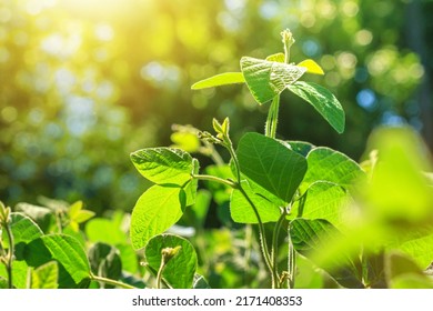 Green Young Soybean Plant With Buds Stretches Towards The Sun Against The Backdrop Of An Agricultural Soybean Field In The Rays Of Dawn.