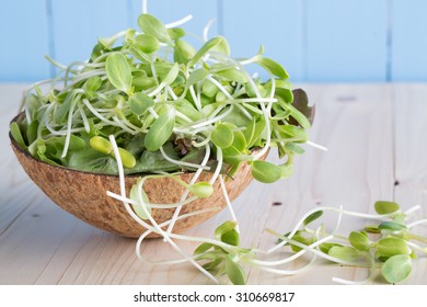 Green Young Sunflower Sprouts