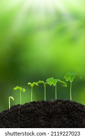 Green young tropical plants grow on fertile soil in the rainy season. Plants seedling, germination process of plants, radicle, cotyledon, and leaf, green blurred in the backgrounds. - Shutterstock ID 2119227023