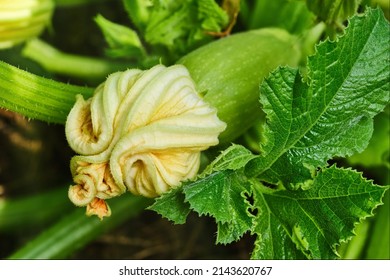 Green young zucchini with yellow flower. Green squash in vegetable field. Gardening background with zucchini plant in open ground. Shallow depth of field. Focus on flower and leaf. 