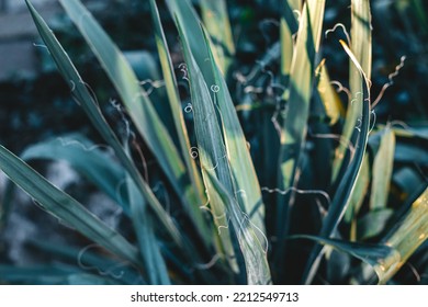 Green Yucca In The Garden. Plant Textures. Palma Background