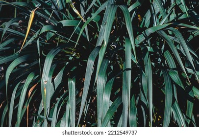 Green Yucca In The Garden. Plant Textures. Palma Background