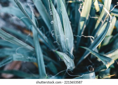 Green Yucca In The Garden. Plant Textures. Palma Background