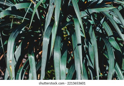 Green Yucca In The Garden. Plant Textures. Palma Background