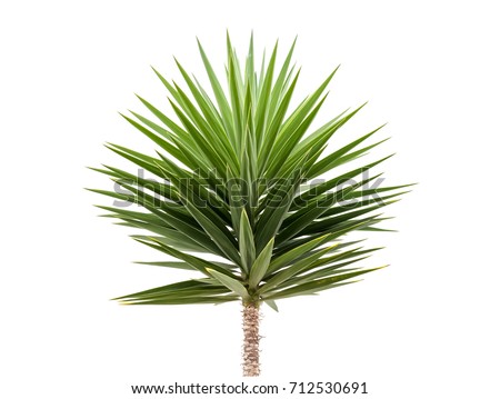Green Yucca plant isolated on white background
