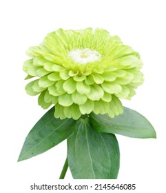 A Green Zinnia Daisy Flower Branch Isolate White