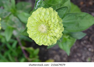 Green Zinnia Daisy On Botanic Garden