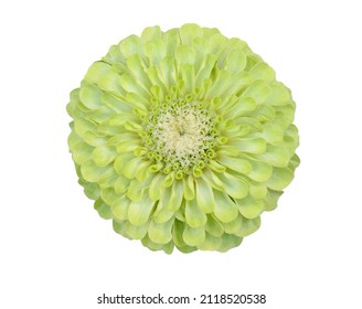 A Green Zinnia Head Flower Isolate White 