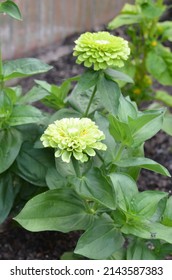 A Green Zinnia Rose Plant