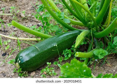 Green Zucchini In Garden. Growing Zucchini On A Vegetable Garden.