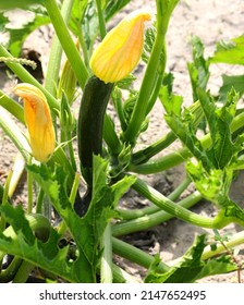 Green Zucchini In The Vegetable Garden With Sandy Soil And Blossoming Flowers