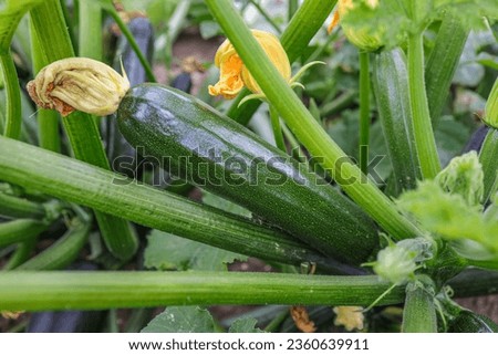 Green zucchini with yellow flower in the field. The zucchini courgette or baby marrow (Cucurbita pepo) is a summer squash.