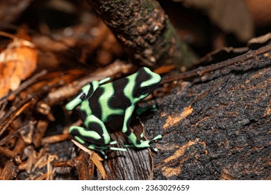 Green-and-black poison dart frog (Dendrobates auratus), La Fortuna Alajuela - Arenal, Costa Rica wildlife . - Powered by Shutterstock