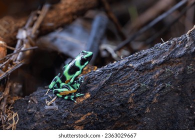 Green-and-black poison dart frog (Dendrobates auratus), La Fortuna Alajuela - Arenal, Costa Rica wildlife . - Powered by Shutterstock