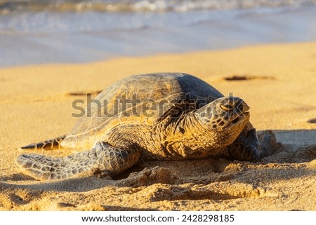 Greenback turtle (chelonia mydas) on baldwin beach, maui island, hawaii, united states of america, north america