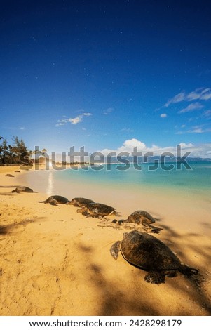 Greenback turtles (chelonia mydas) on baldwin beach, maui island, hawaii, united states of america, north america