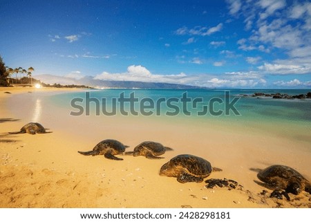 Greenback turtles (chelonia mydas) on baldwin beach, maui island, hawaii, united states of america, north america