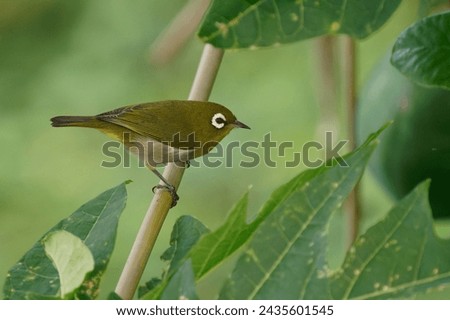 Green-Backed or New Caledonian White-Eye - Zosterops xanthochroa, bird in Zosteropidae on the branch with green background, white marked eyes and green back, endemic to New Caledonia.