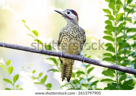 A Green-barred woodpecker also know as Pica-pau or Carpintero perched on the branch. Species Colaptes melanochloros. Birdwatching. Birding. Bird lover
