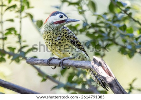 A Green-barred woodpecker also know as Pica-pau or Carpintero perched on the branch. Species Colaptes melanochloros. Birdwatching. Birding. Bird lover